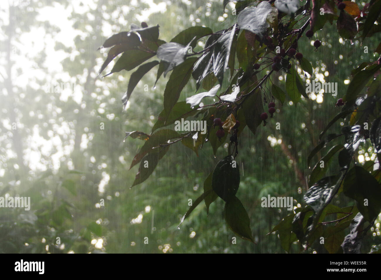 Intensive Regen in den Garten im Hinterhof. Ströme von Wasser über die Bäume. Stockfoto