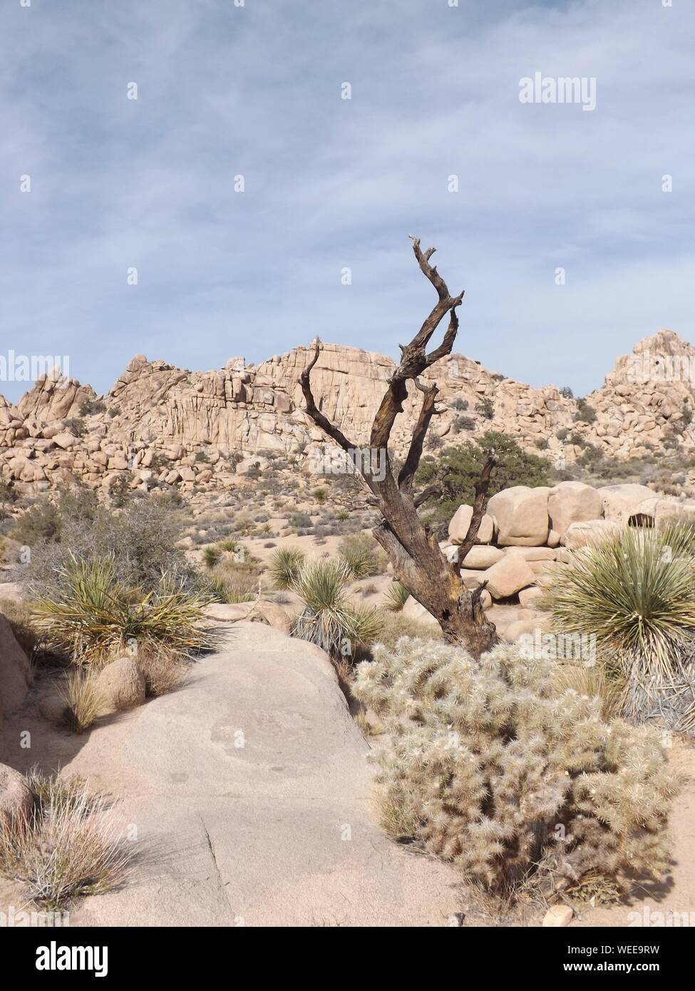 Kaktus auf Landschaft gegen Sky Stockfoto