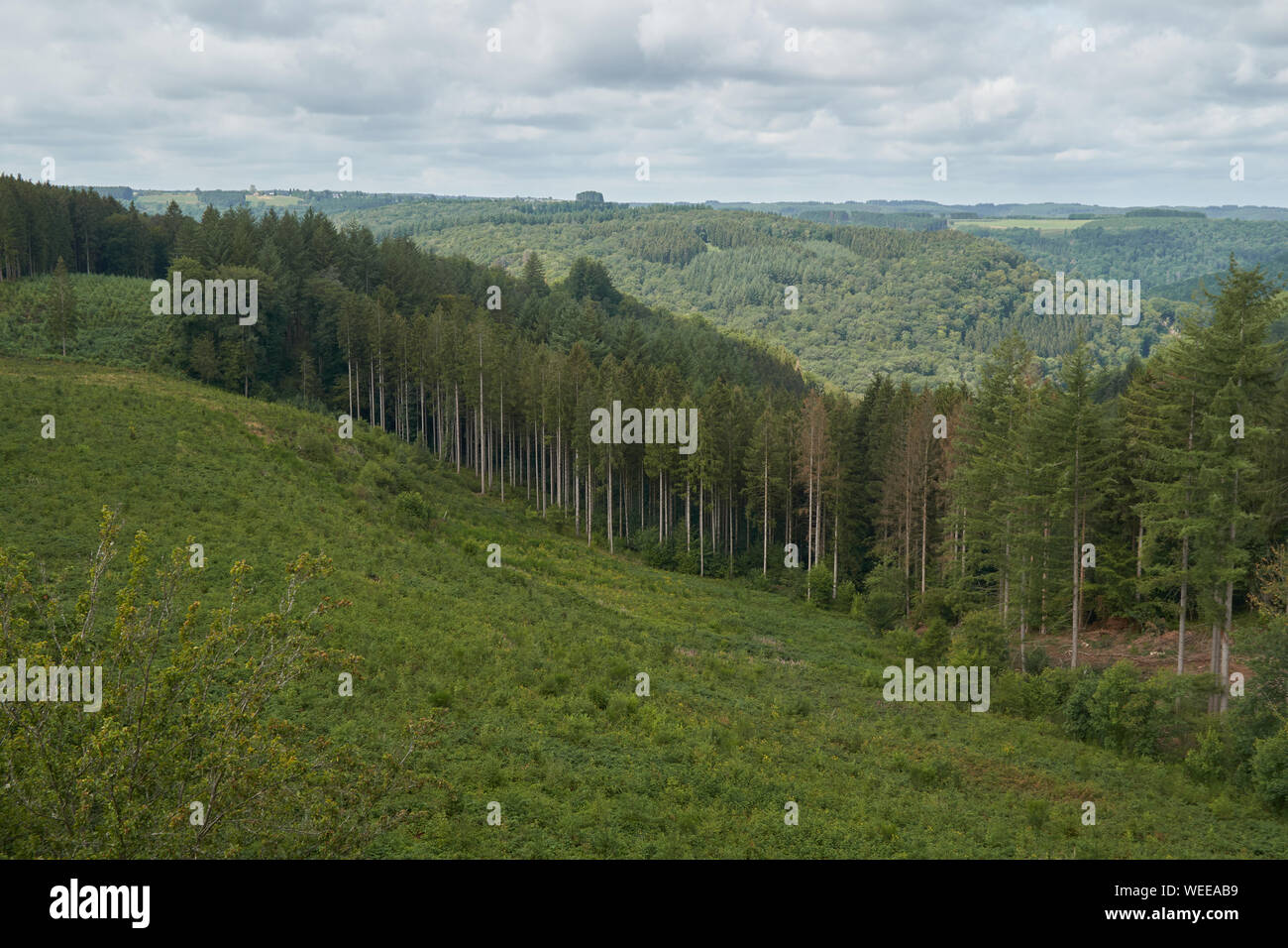 Kommerzielle Forstwirtschaft Plantage. Ardennen, Belgien Stockfoto