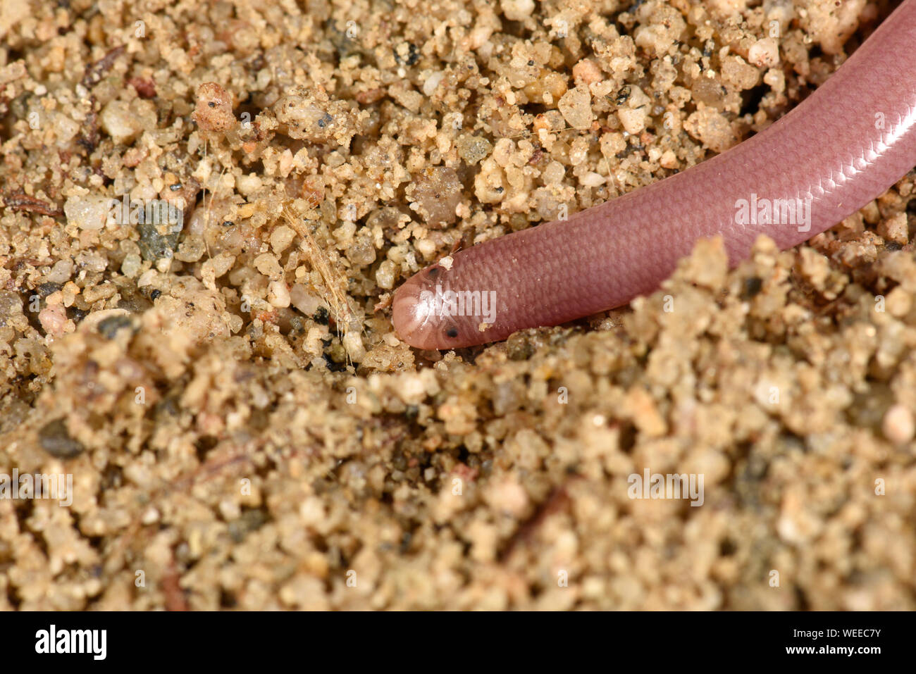 Europäische Wurm oder blinde Schlange (Xerotyphlops vermicularis) Close-up Kopfende mit lichtempfindlichen eyespots, Bulgarien, April Stockfoto