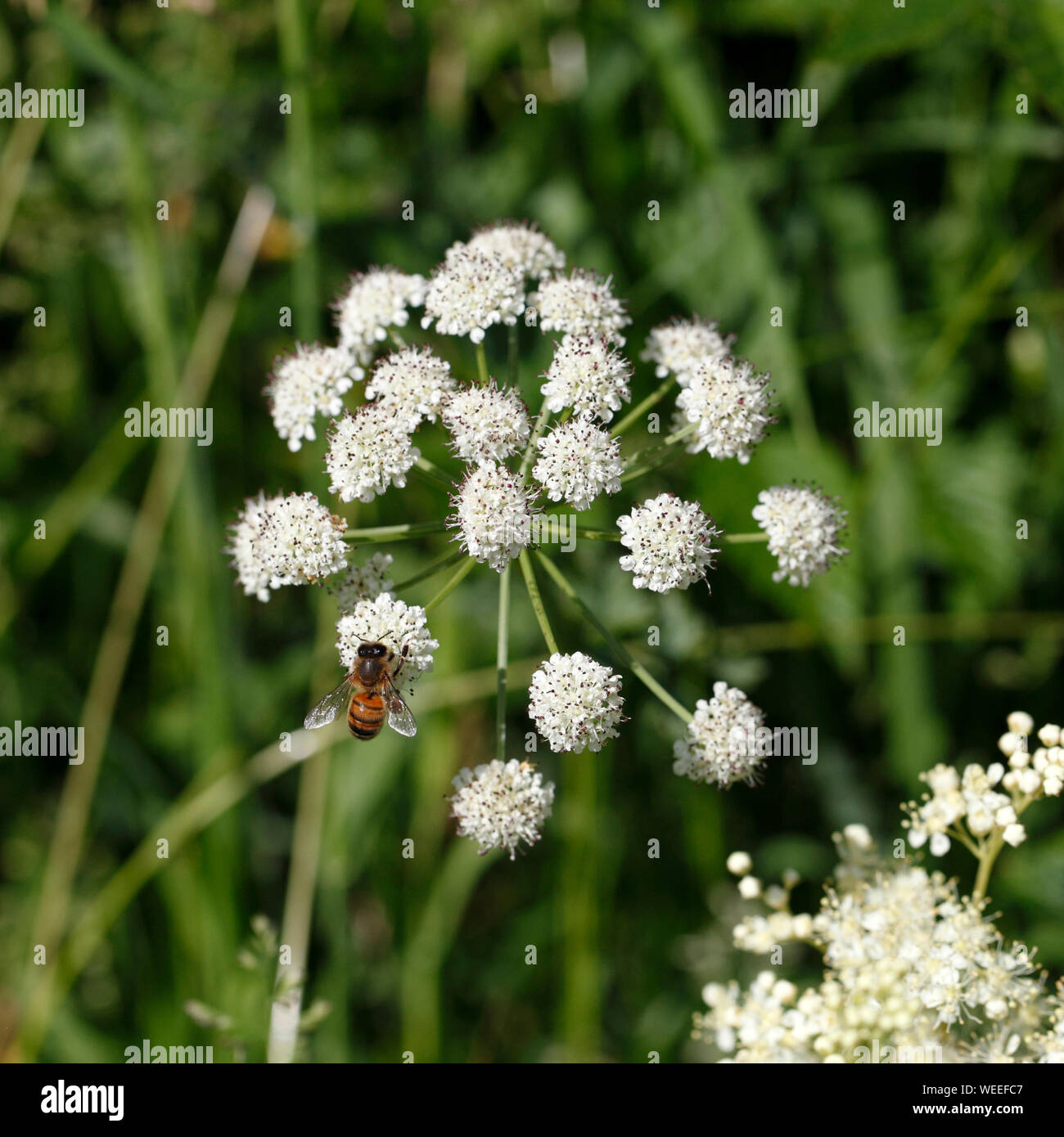 Wilde Engelwurz Angelica sylvestris, Stockfoto