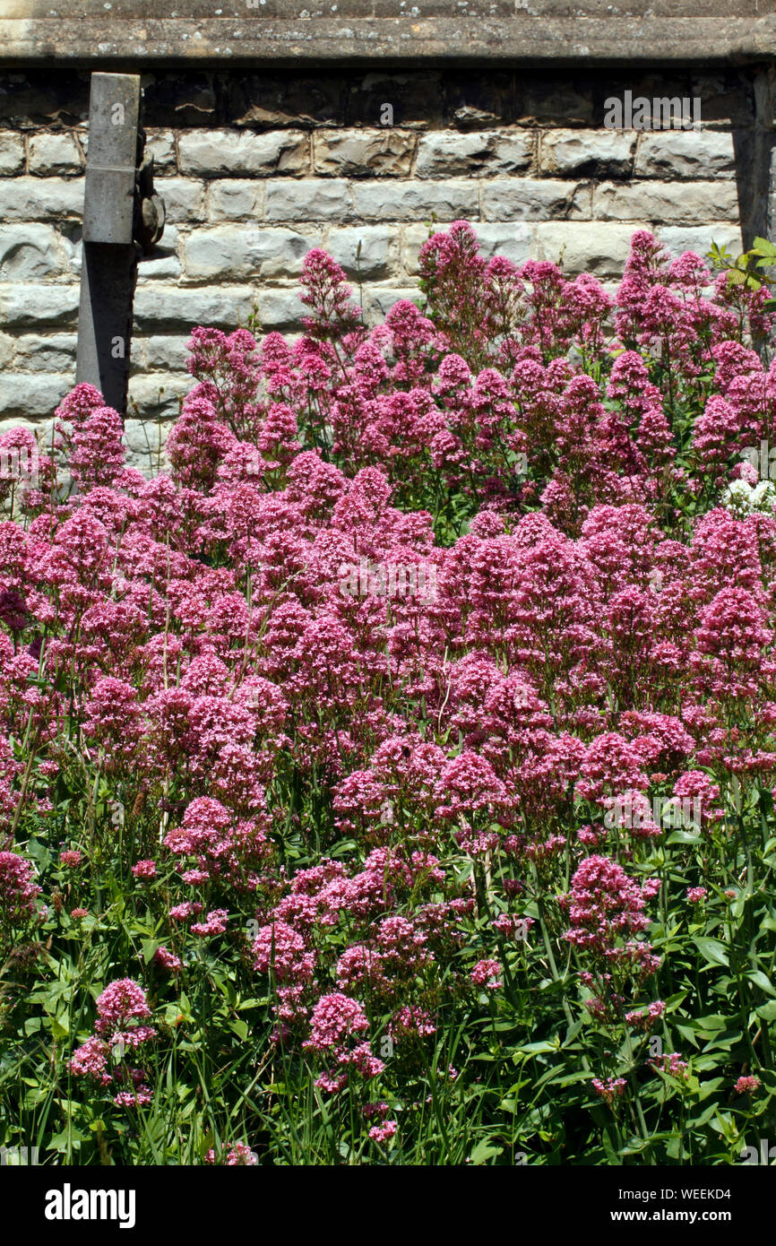 Rote Baldrian auf einem Friedhof, unter den Grabsteinen. Britische, wilden Blumen. Stockfoto