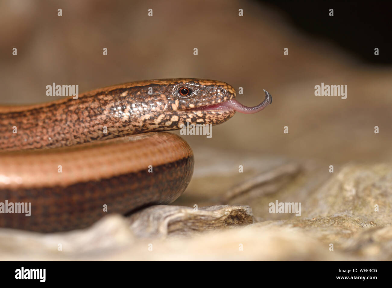 Slow Worm (Anguis fragilis) Close-up von Kopf erweitertes Zunge, Bulgarien, ASpril Stockfoto
