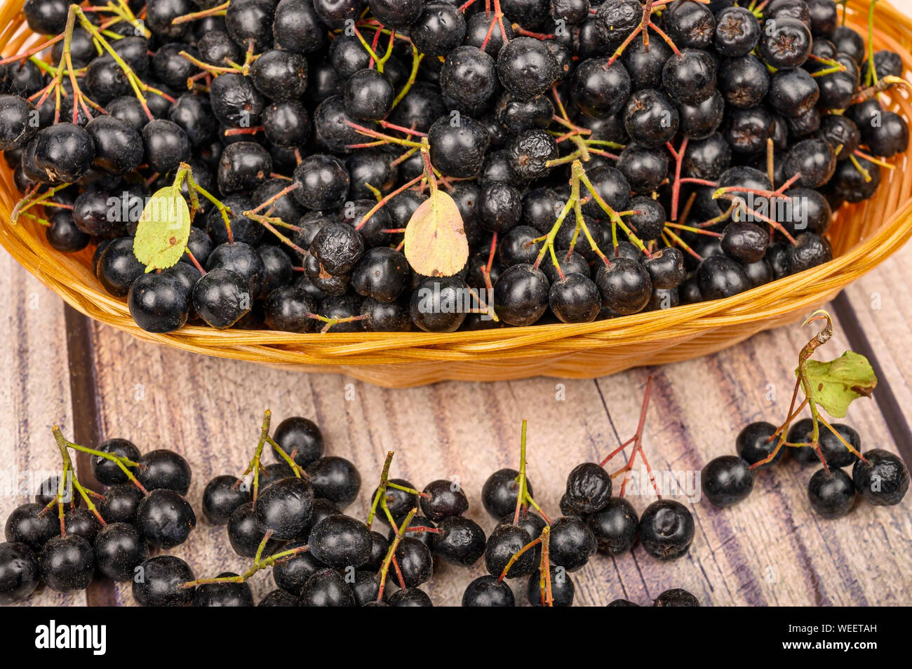 Reif Aronia Beeren in einem Weidenkorb auf dem Tisch. Stockfoto