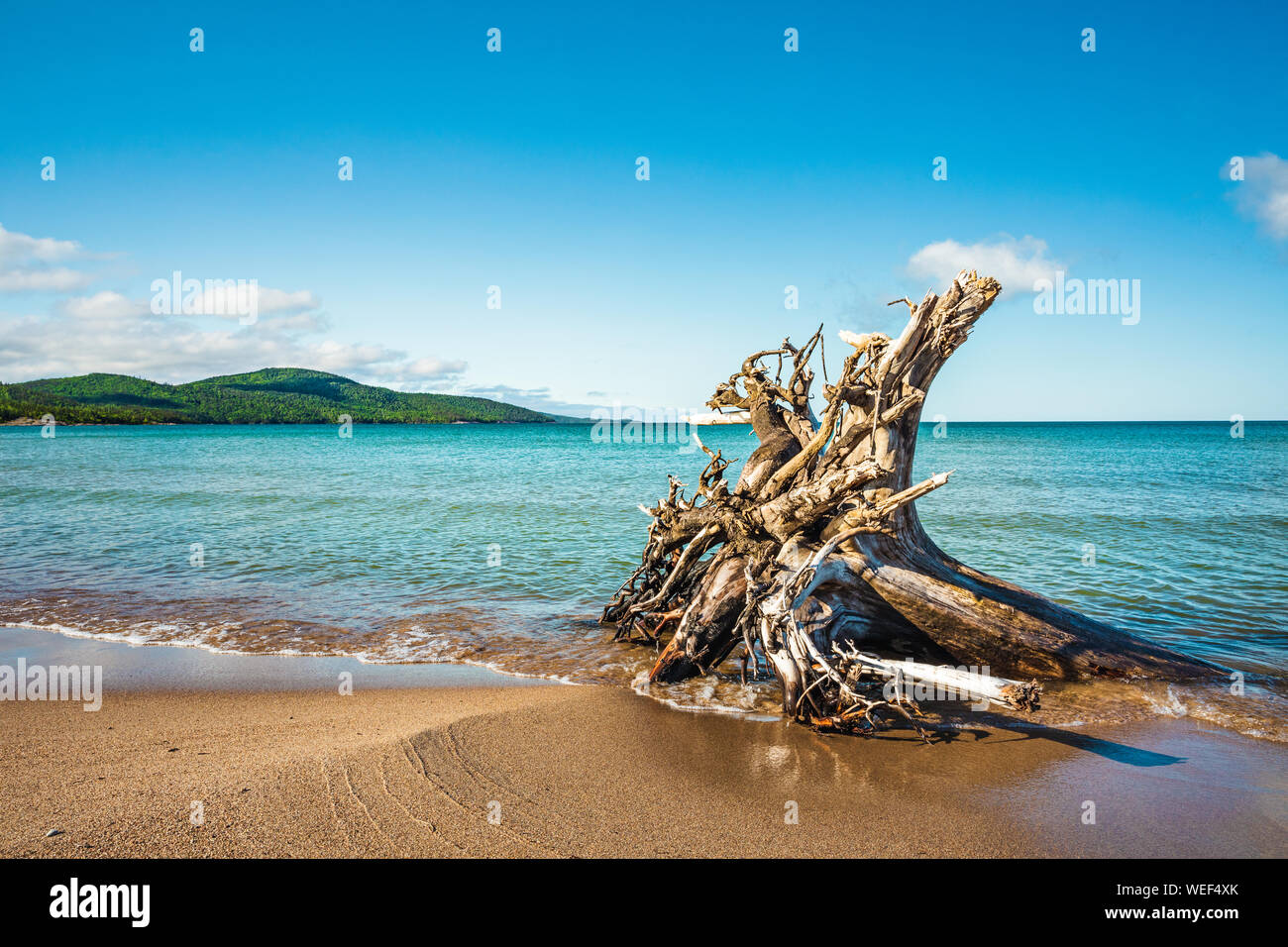 Treibholz am Strand von Lake Superior während einer sommerlichen Tag an Neys Provincial Park, Ontario, Kanada Stockfoto