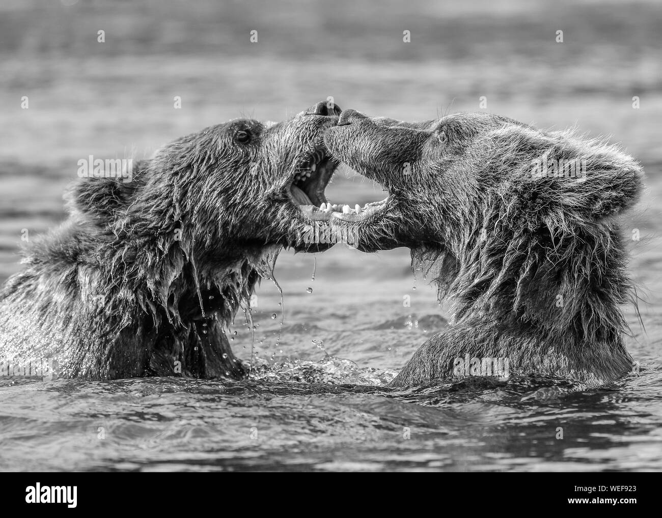 Alaska Brown Bear (Ursus arctos) Lake Clark National Park Stockfoto