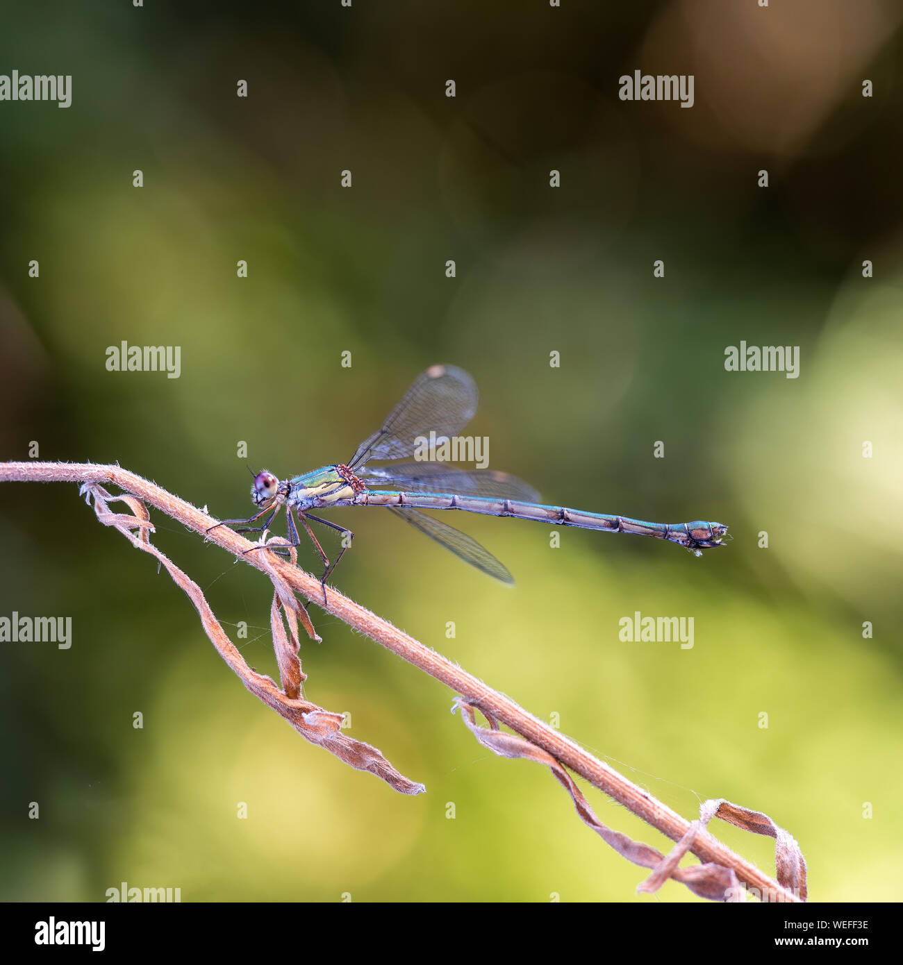 Willow Emerald Damselfly, Chalcolestes viridis/C. parvidens. Profil. Aka Western willow spreadwing. Stockfoto