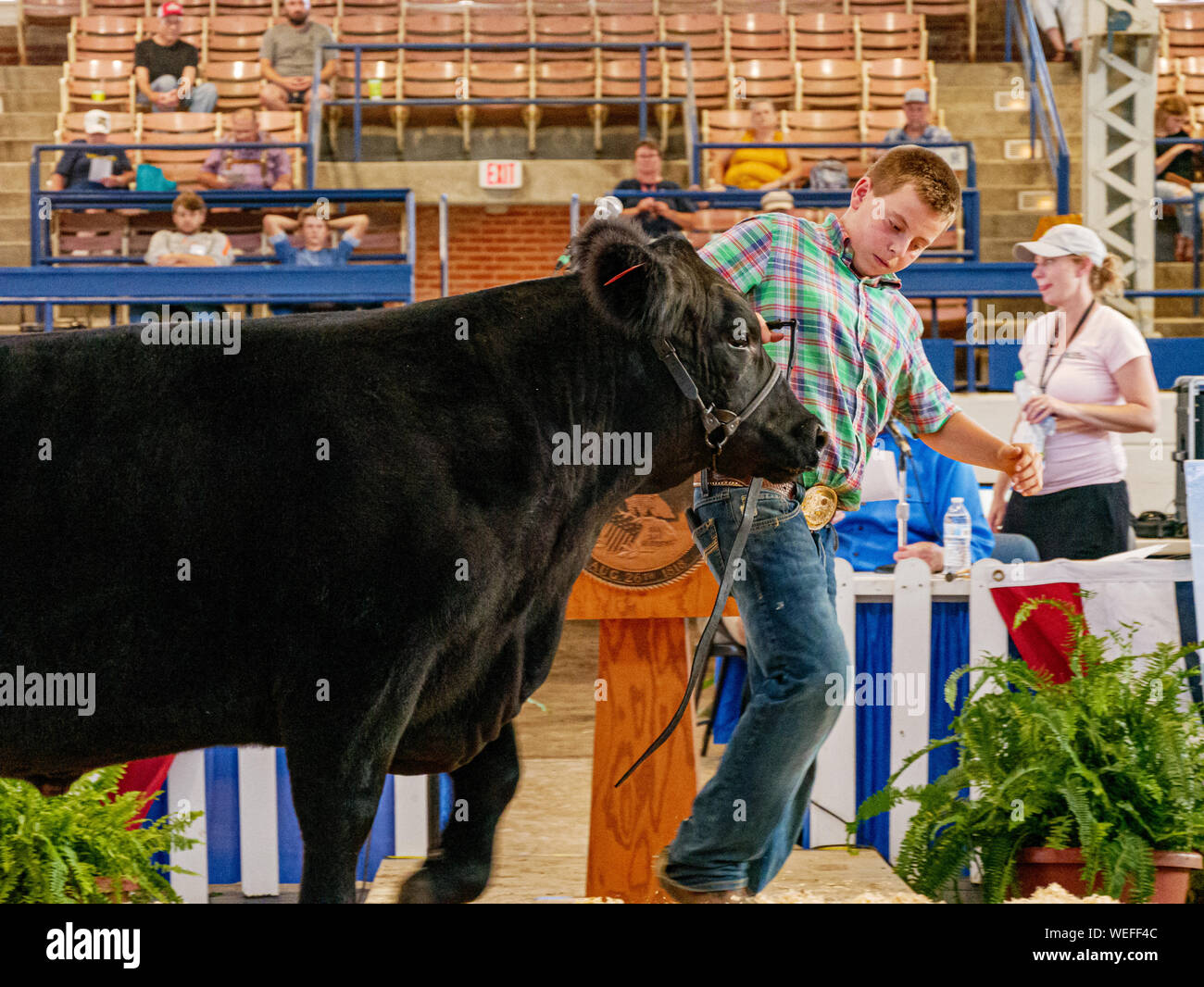 Springfield, Illinois, USA. Am 13. August 2019. Ein junger Mann führt den Grand Champion auf die Bühne an der Illinois State Fair Governor's Verkauf von Champions lenken. Den Zuschlag für die Lenkung war $ 75.000 von Governor's Frau, MK Pritzker. Stockfoto