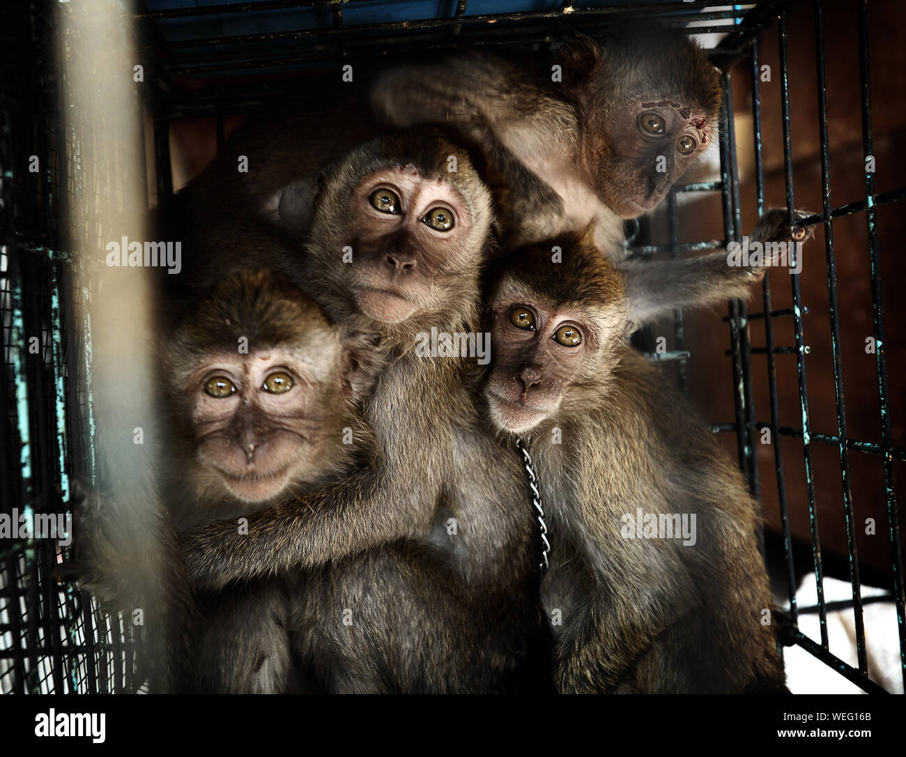 Eingesperrte Affen Stockfotos Und Bilder Kaufen Alamy