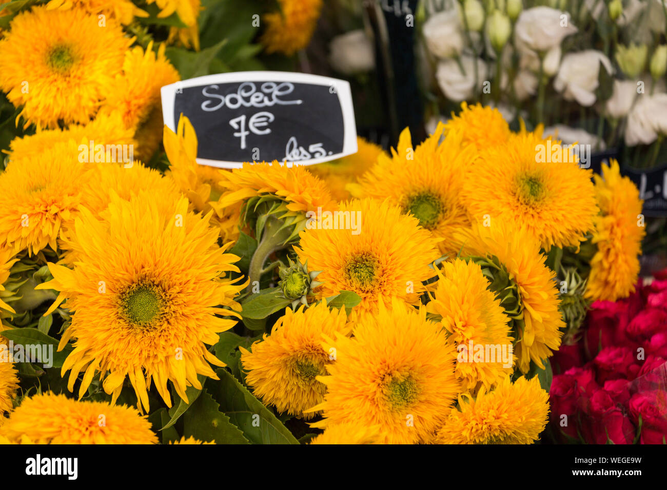 Sonnenblumen für Verkauf in einem Paris, Frankreich Flower Shop mit Preis in Euro Stockfoto