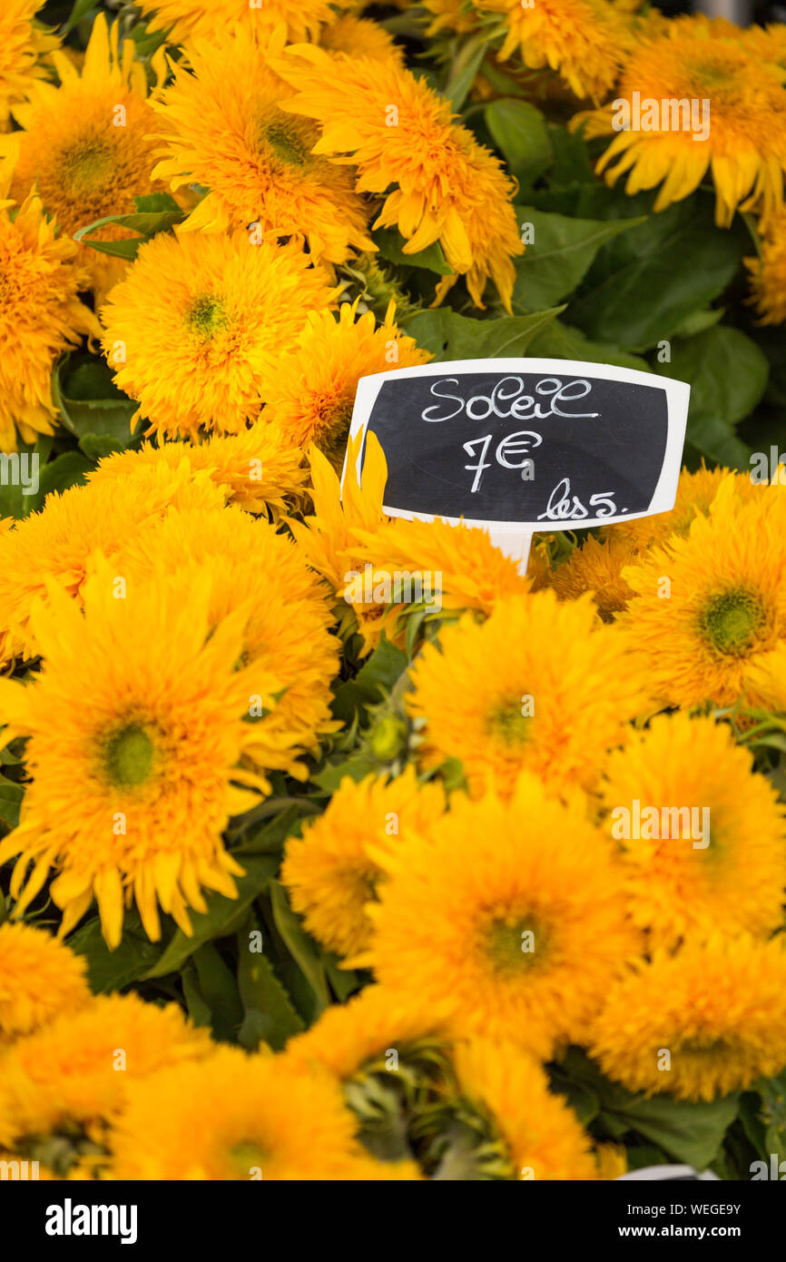 Sonnenblumen für Verkauf in einem Paris, Frankreich Flower Shop mit Preis in Euro Stockfoto