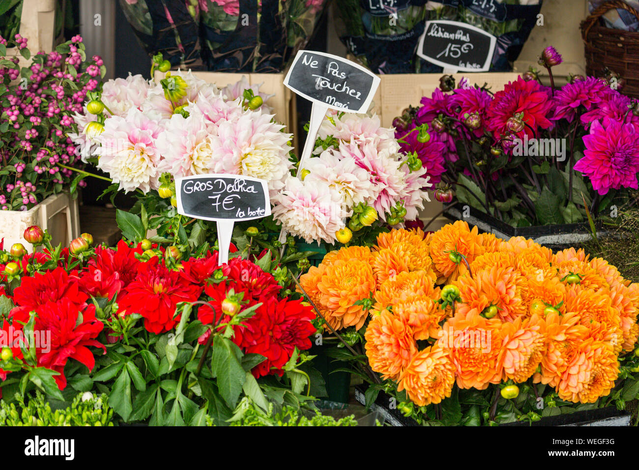 Dahlien zum Verkauf in einem Paris, Frankreich Flower Shop Stockfoto