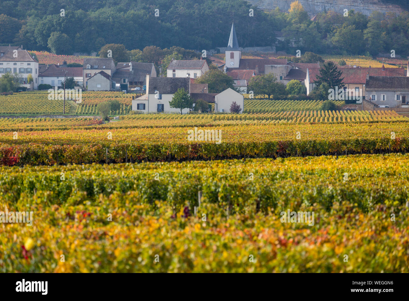 Puligny Montrachet auf der Great Wine Route, Burgund, Frankreich, Herbst Stockfoto