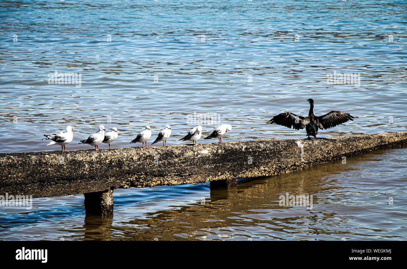 Vogelschar mit Königsvogel, Akoroa, Christchurch, Neuseeland Stockfoto