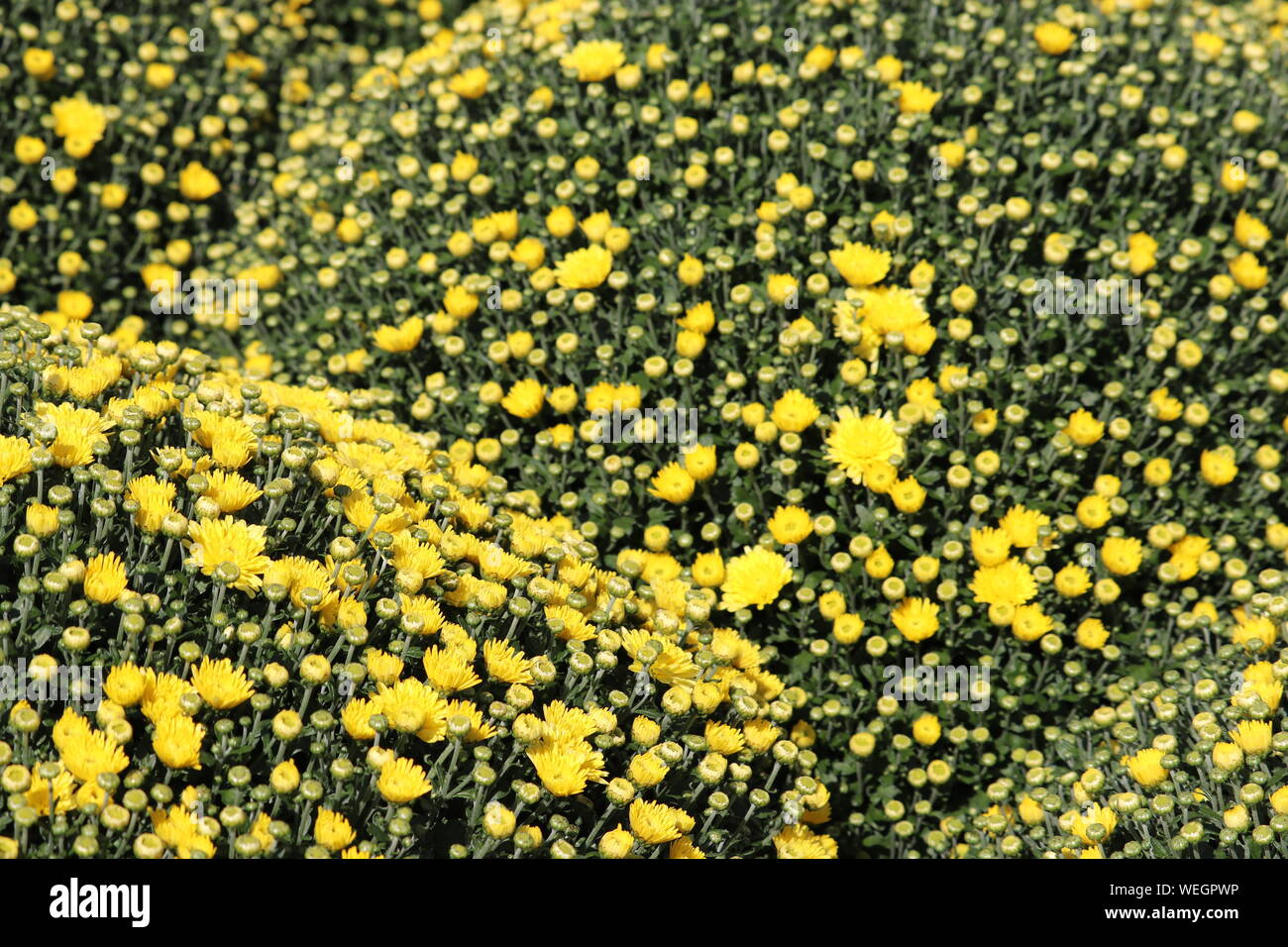 Gelbe Chrysanthemen, bunten Felder von Blumen in sonniger Tag, selektive konzentrieren. Festliche floral background, schöne Muster, Symbol der Herbst Stockfoto