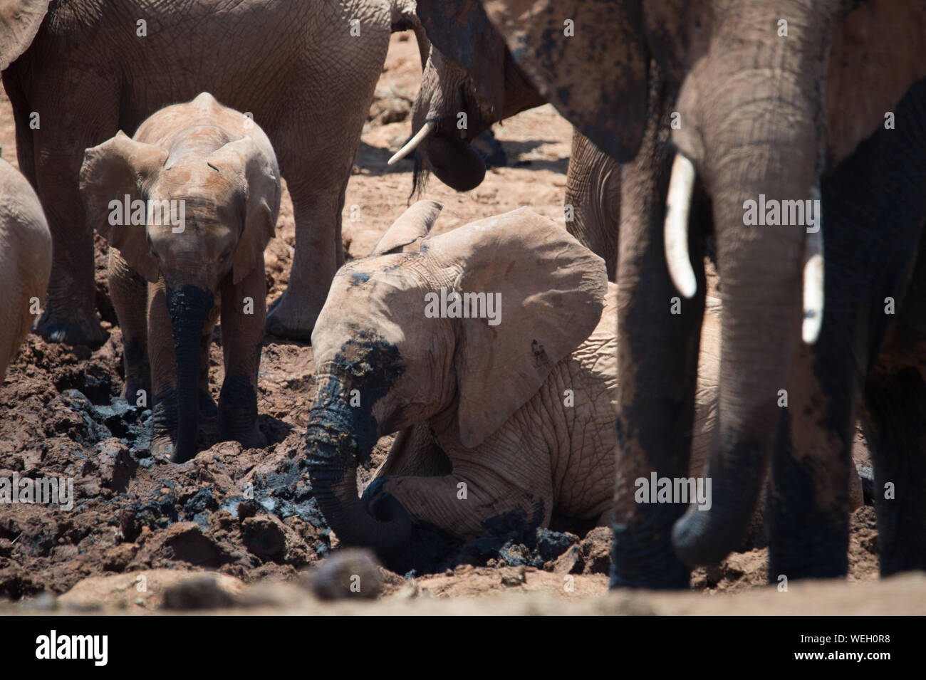 Blick auf Elefanten Familie Suhlen Stockfoto