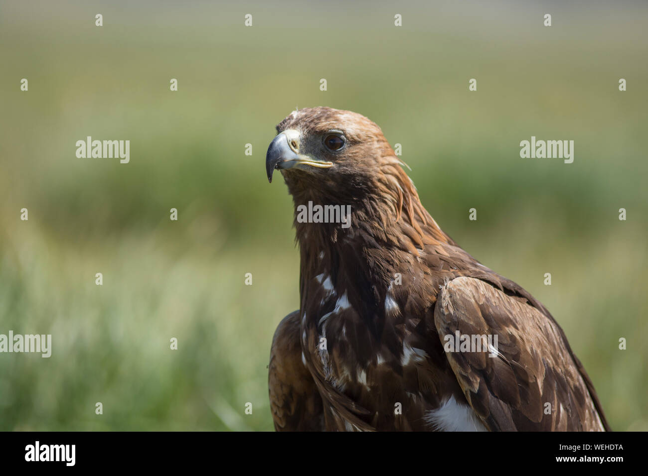 Mongolische Golden Eagle Stockfoto