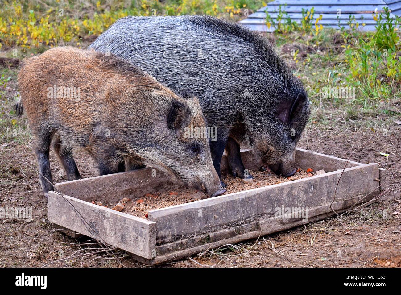 Wild boar eating grass -Fotos und -Bildmaterial in hoher Auflösung – Alamy