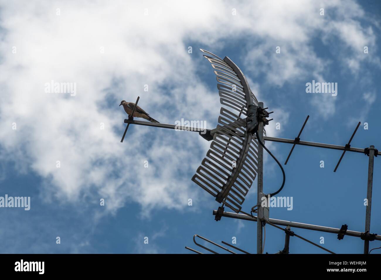 Analoges Fernsehen Antenne auf dem alten Dach mit Taube und blauer Himmel Stockfoto