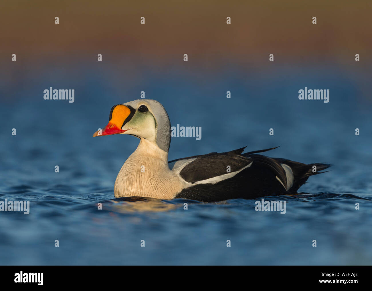 King Eider auf arktischen Teich, Barrow, Alaska Stockfoto