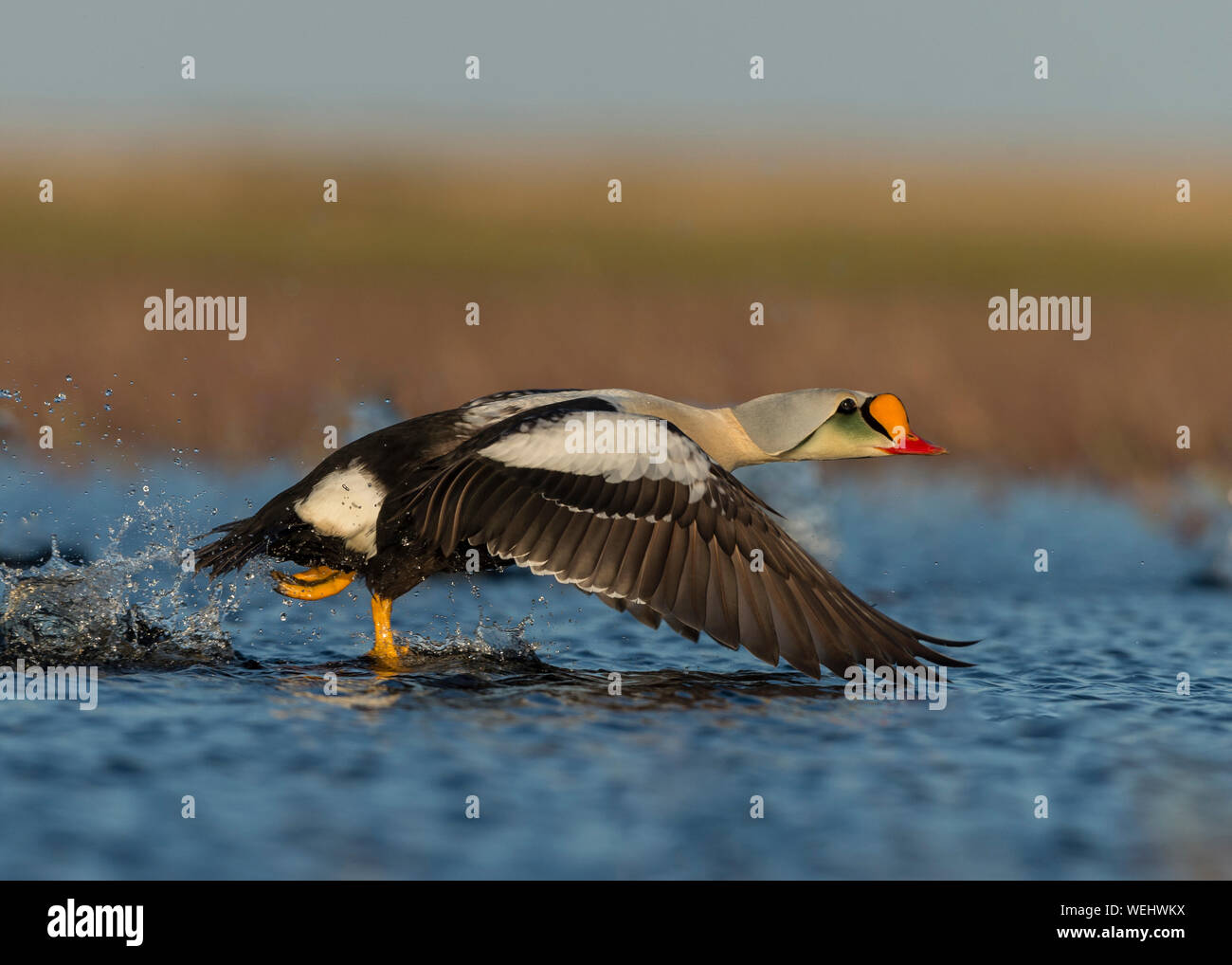 King Eider Flucht in Barrow, Alaska Stockfoto