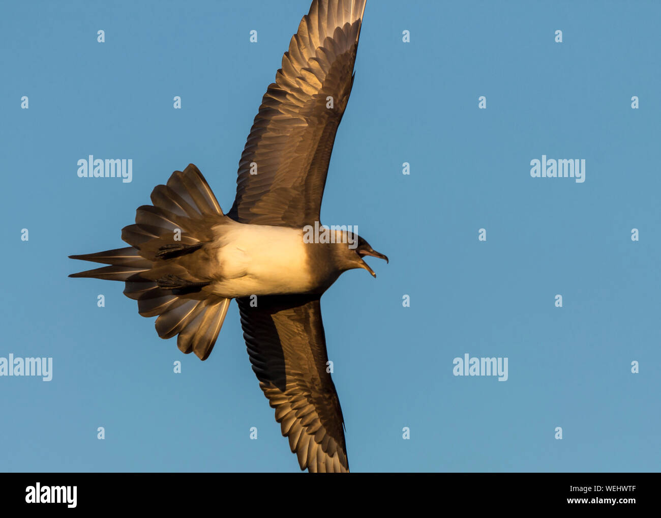 Parasitäre Jaeger auf der Jagd in Barrow, Alaska Stockfoto