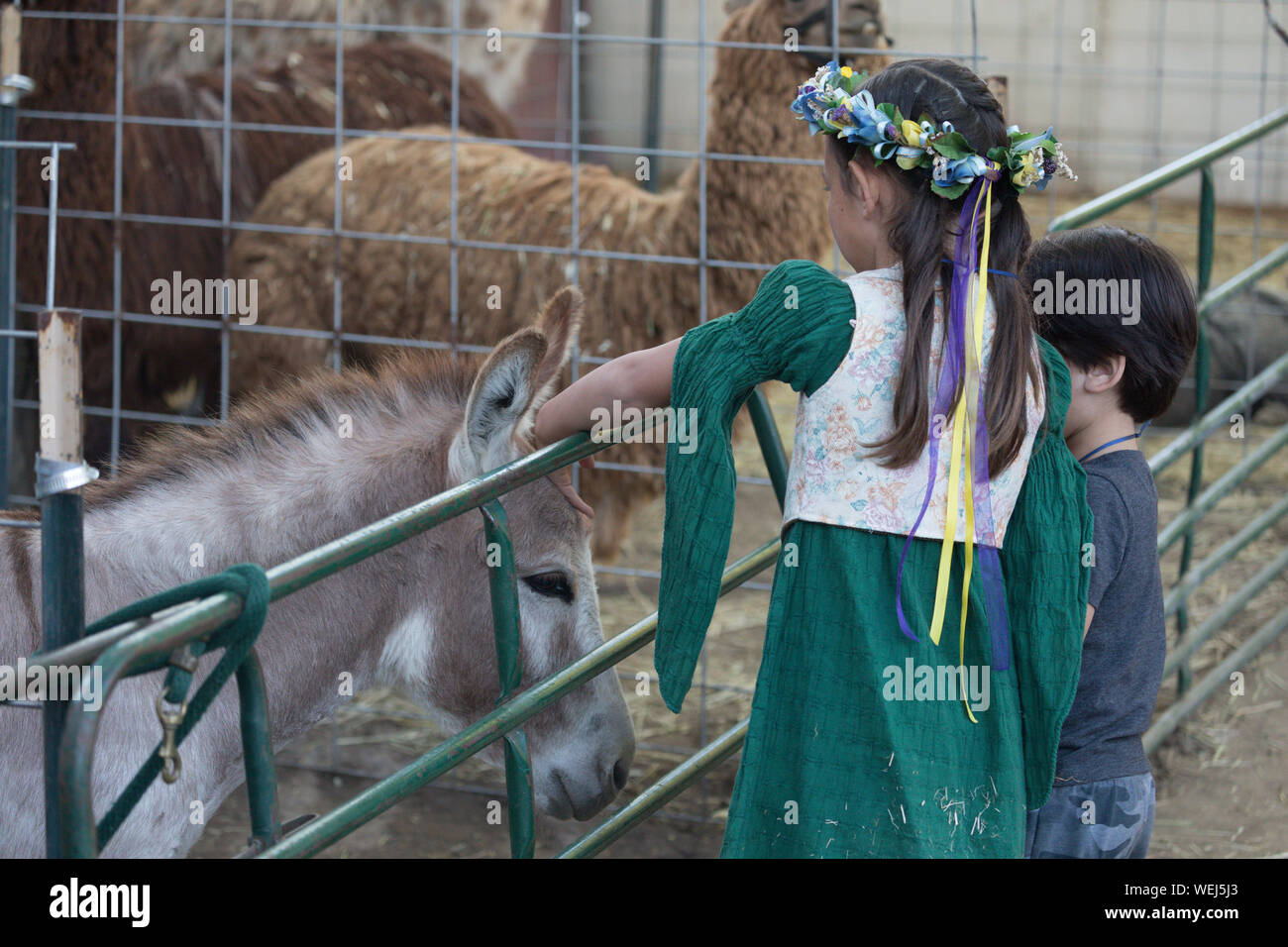 Bruder und Schwester 5-6 Jahre alt und 9 Jahre alt der asiatischen Aussehen am Streichelzoo mit Pony, Gilroy, Kalifornien Stockfoto