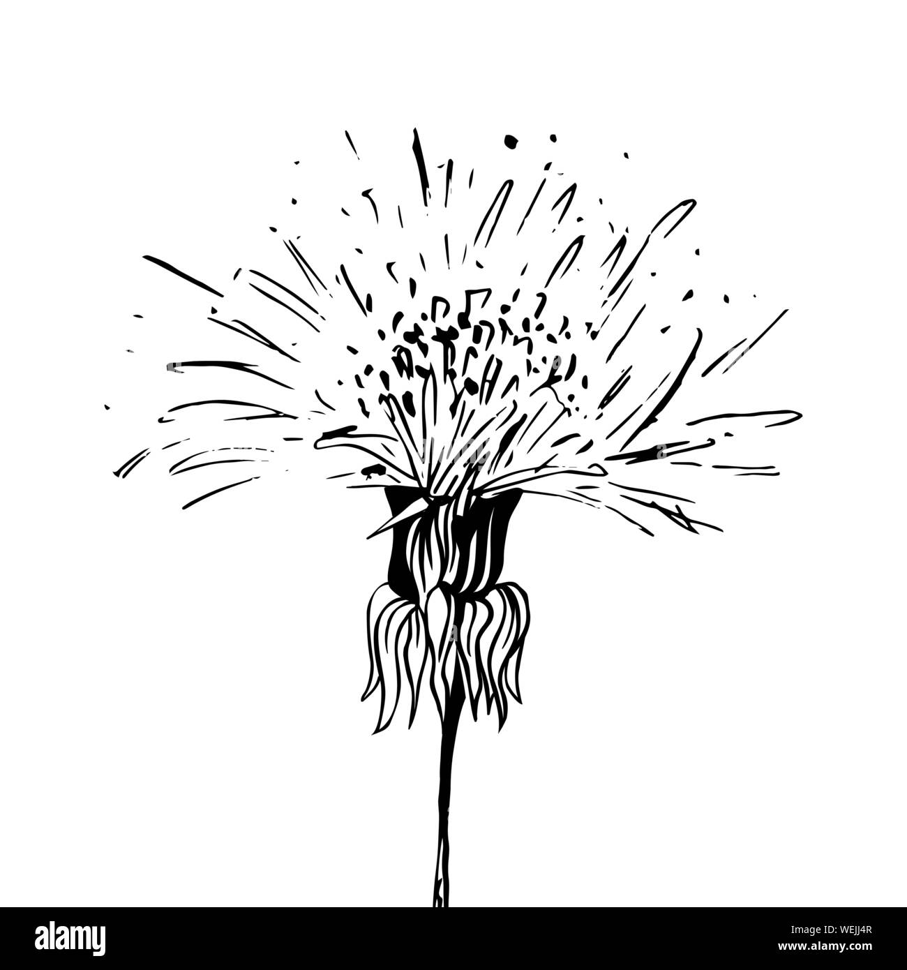 Blühende Löwenzahn freehand Vector Illustration. Feder Honig Pflanze, wildflower skizzieren. Fragile Sommerblume, Taraxacum Blätter und Blüten Schwarzweiß-Gravur. Postkarte, Poster design Element Stock Vektor