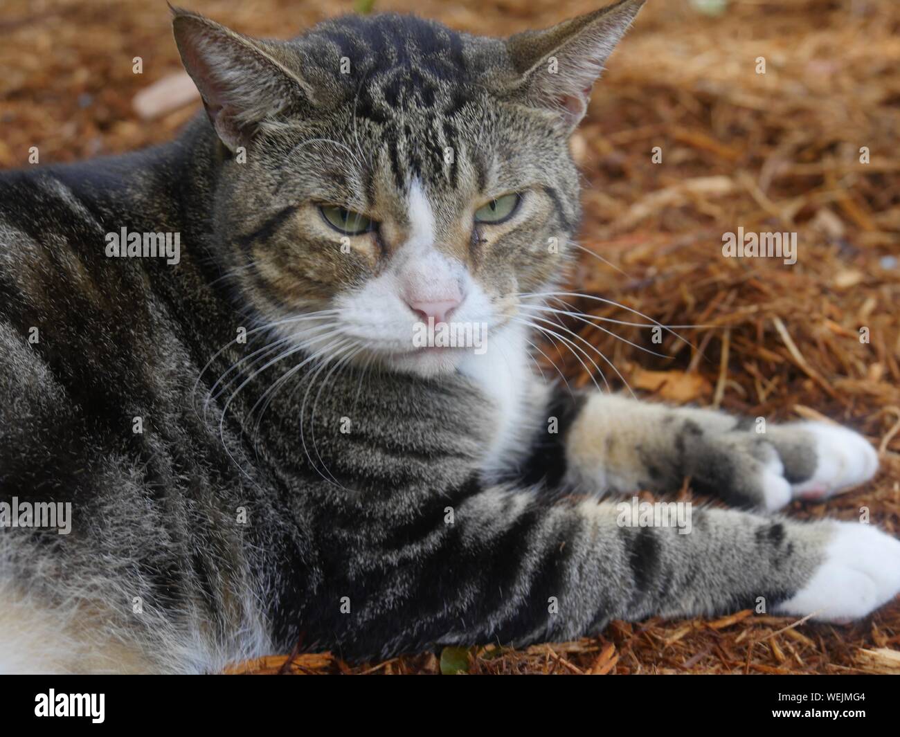 Get Hemingway katzen Free HD Hemingway Katzen