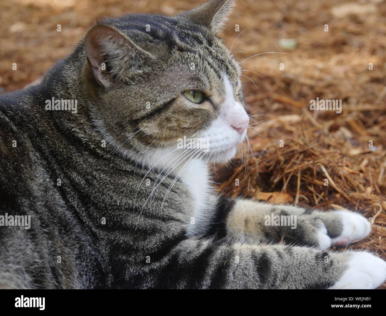 Get Hemingway katzen For Android