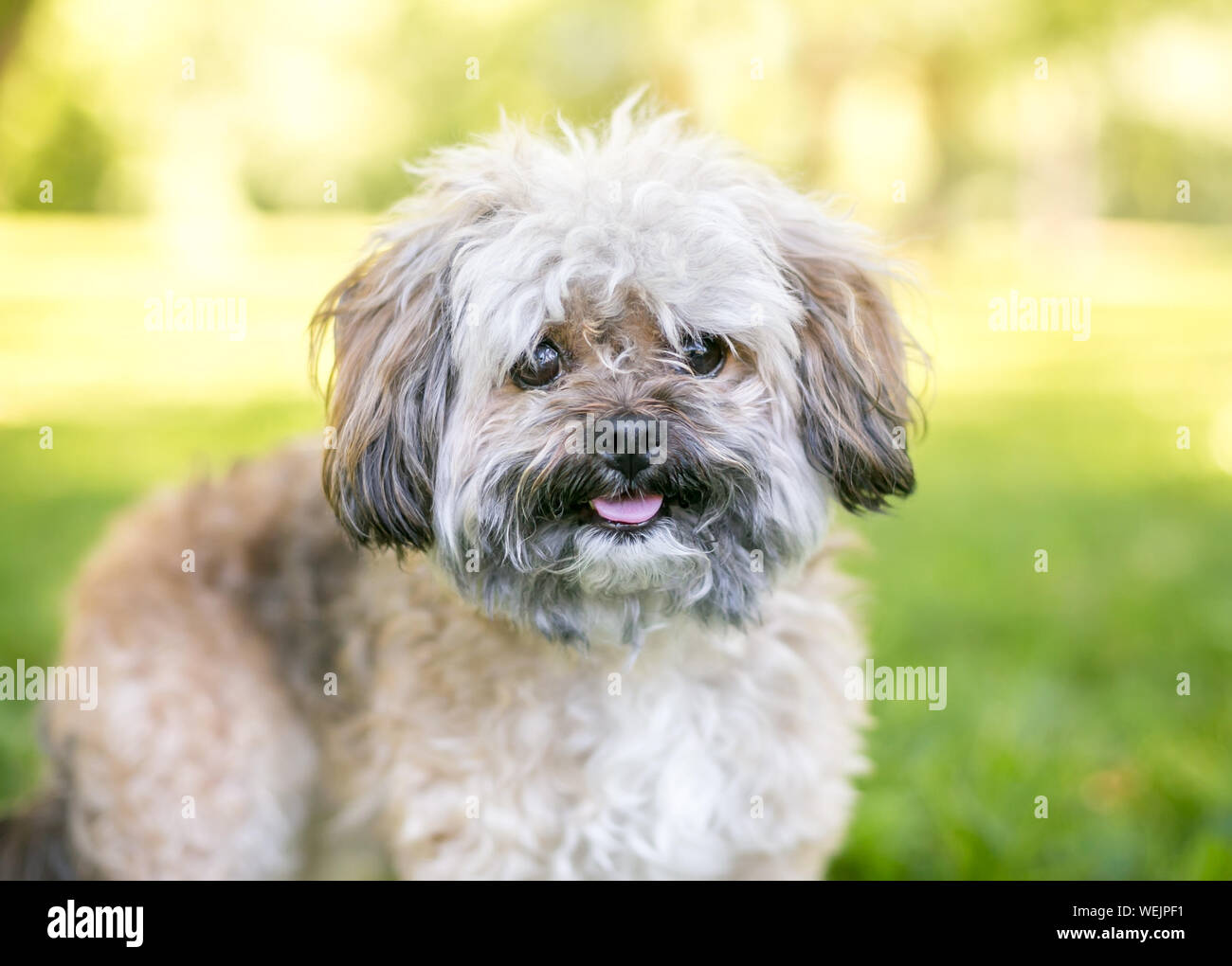 Eine niedliche Shih Tzu Hund im Freien mit einem glücklichen Ausdruck Stockfoto