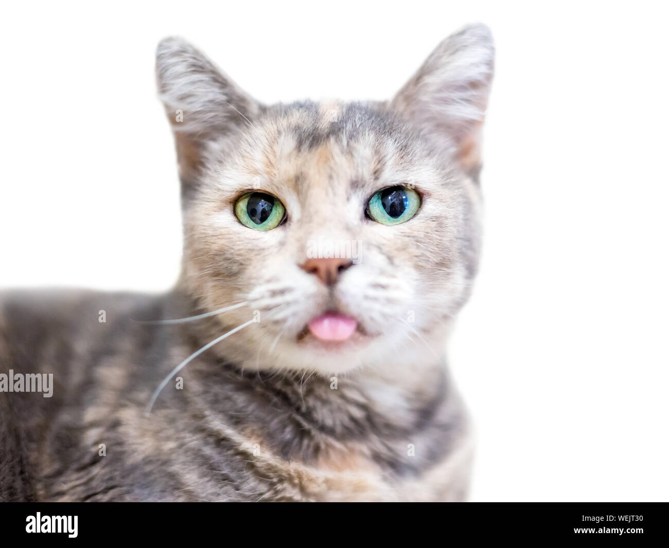 Eine inländische Kurzhaarkatze mit verdünnter schildpatt Tabbyzeichnung, auch als Patched Tabby genannt, mit grünen Augen, seine Zunge heraus Stockfoto