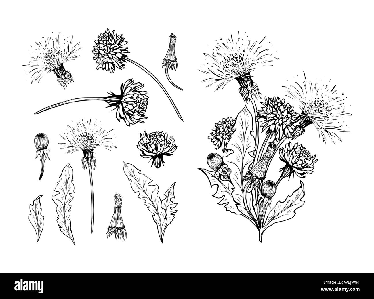 Blühende Löwenzahn freehand Vektorgrafiken. Feder Honig Pflanze, Hand gezeichnet wildflower Zweigen. Sommer Blume, Taraxacum Blätter, Knospen Schwarzweiß-Gravur. Postkarte, Poster design Element Stock Vektor
