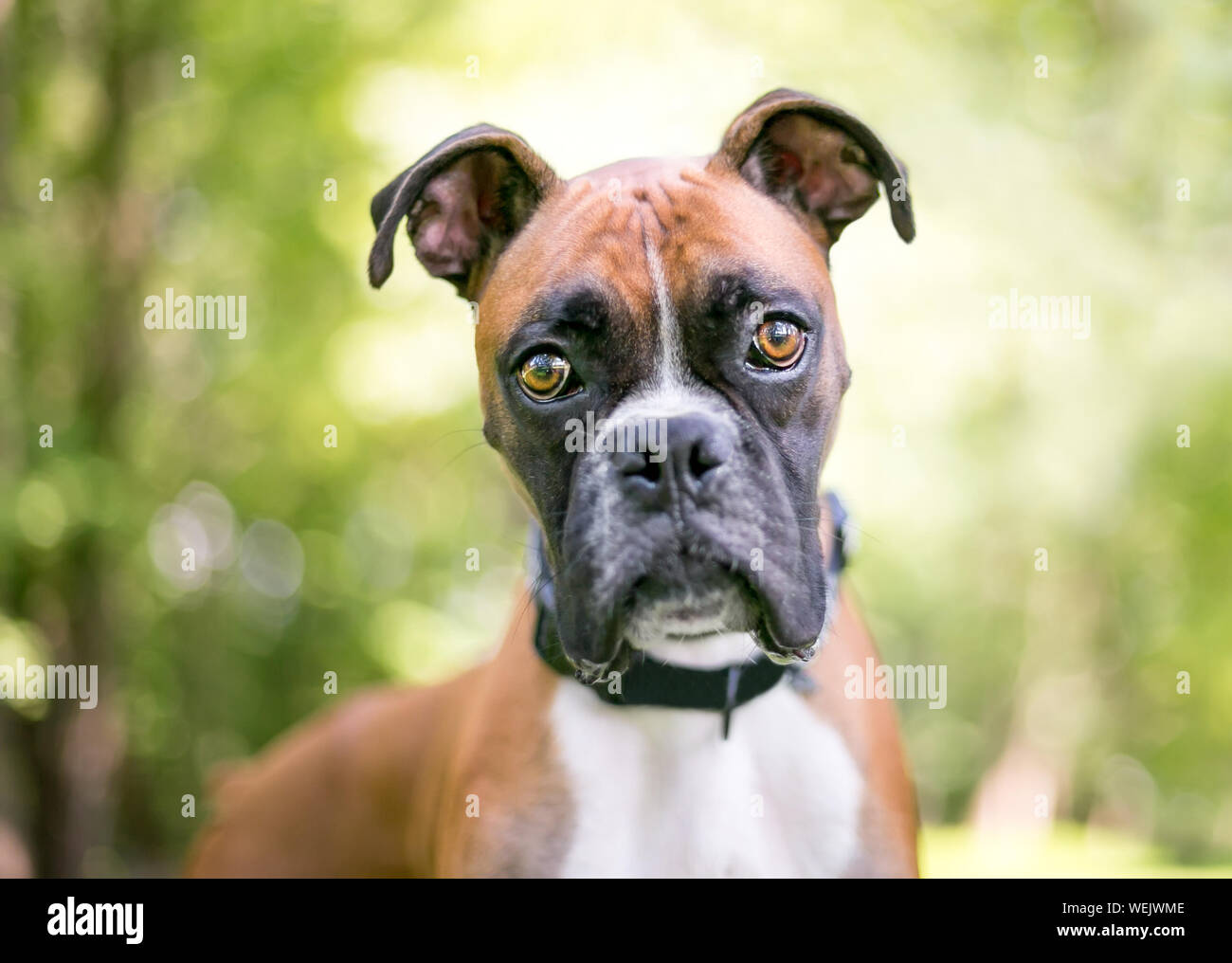Nahaufnahme eines reinrassigen Boxer Hund draußen in die Kamera schaut Stockfoto