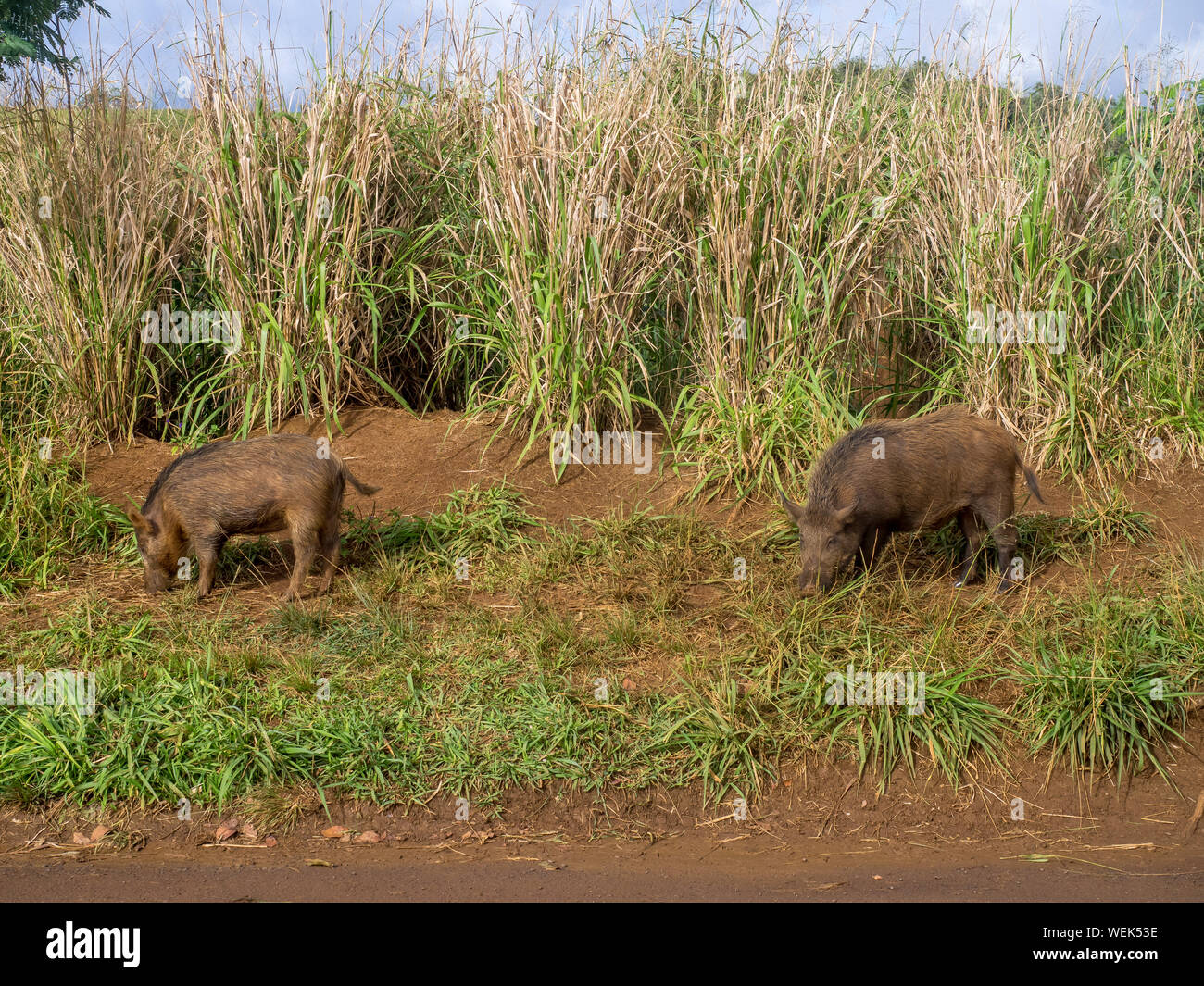 Der schwarzwildpopulation im Hochland auf der hawaiianischen Insel Kauai. Versucht der Staat die Schweine infolge der Beschädigung der environme zu beseitigen Stockfoto
