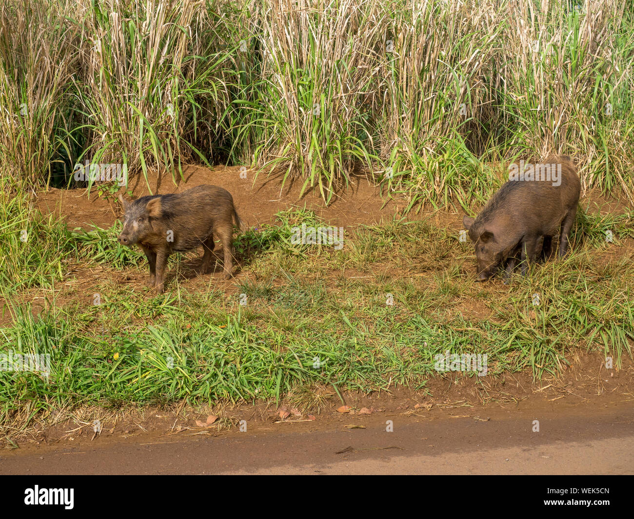 Der schwarzwildpopulation im Hochland auf der hawaiianischen Insel Kauai. Versucht der Staat die Schweine infolge der Beschädigung der environme zu beseitigen Stockfoto