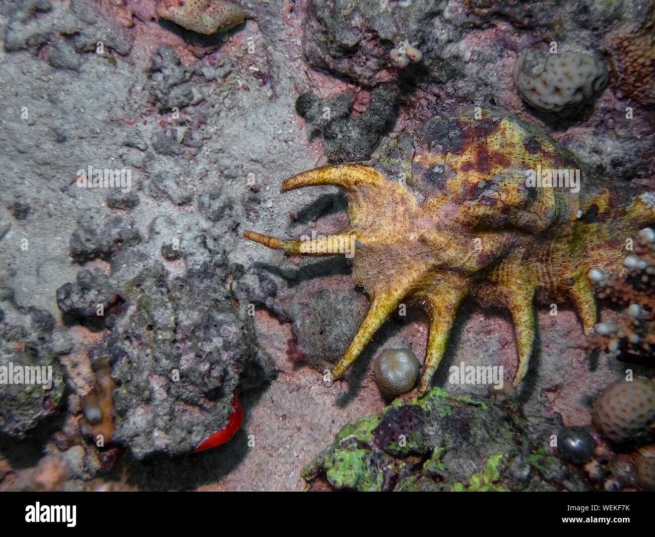 Gemeinsame Spider Conch (Lambis lambis) Stockfoto