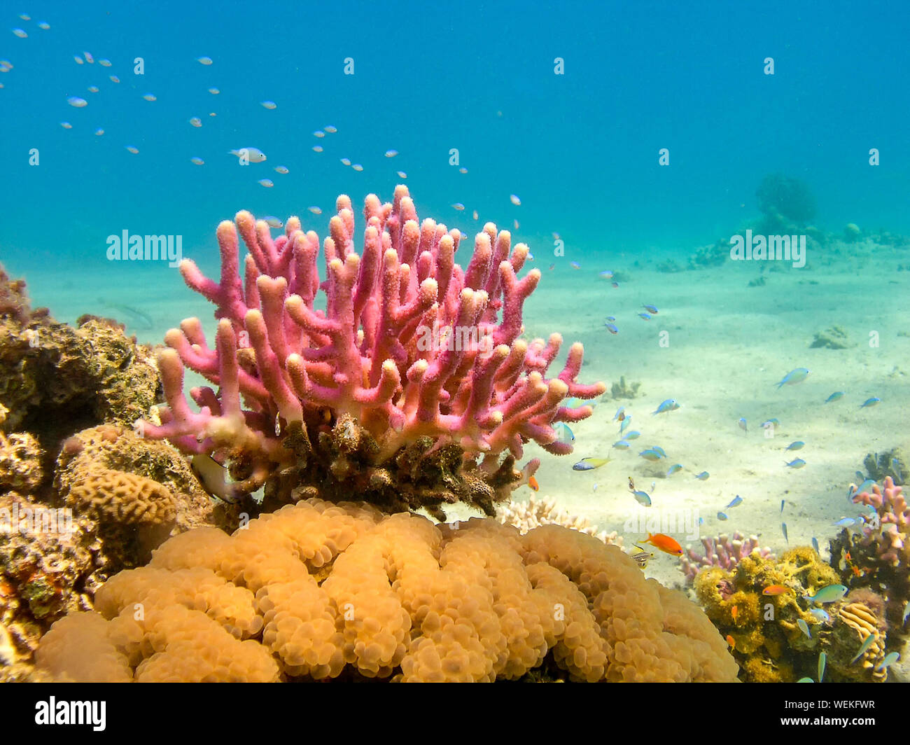 Korallenriffe im Roten Meer, Ägypten Stockfoto