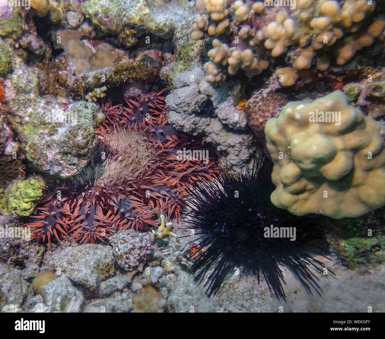 Dornenkrone (Acanthaster planci) Stockfoto
