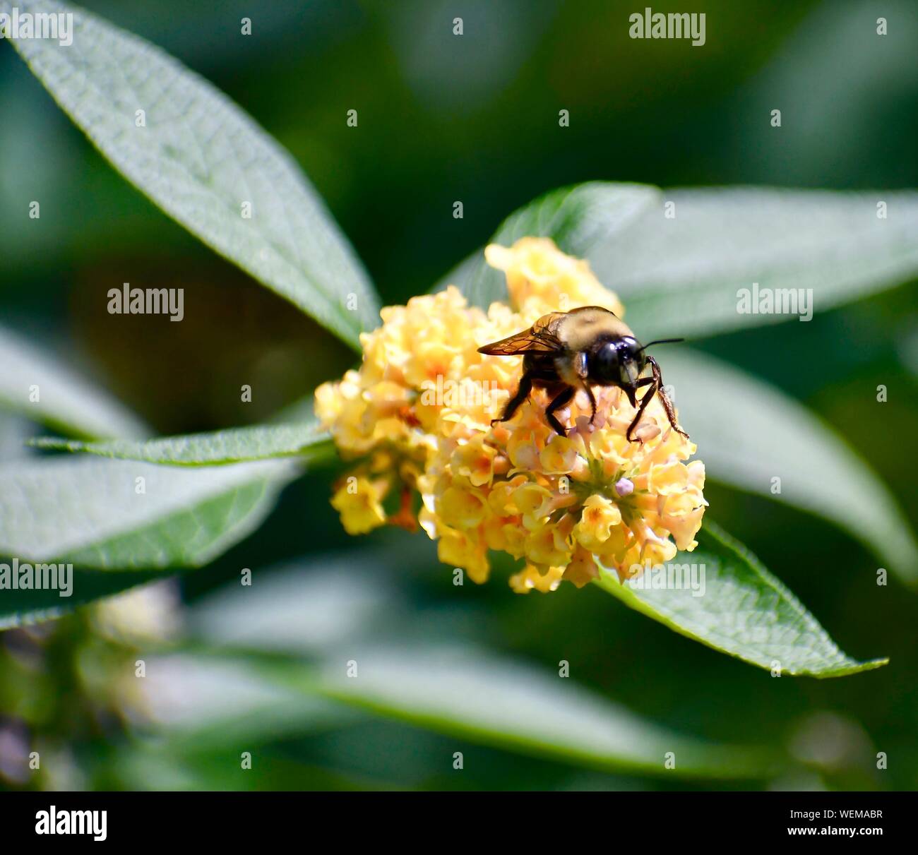 Hummel auf gelben Schmetterling Bush Blume Stockfoto