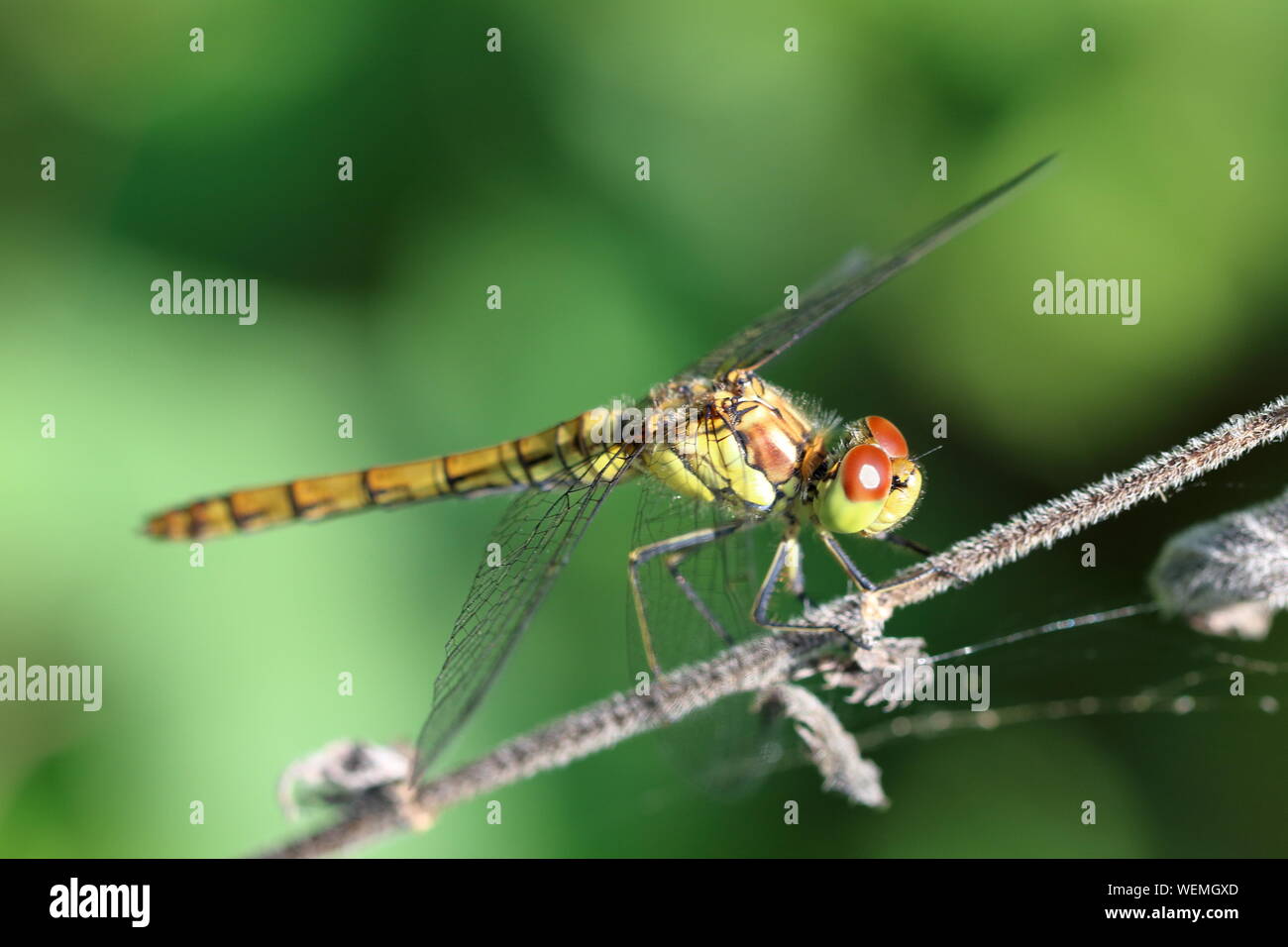 Weibliche Common Darter (Sympetrum striolatum) Dragonfly in Ruhestellung Stockfoto