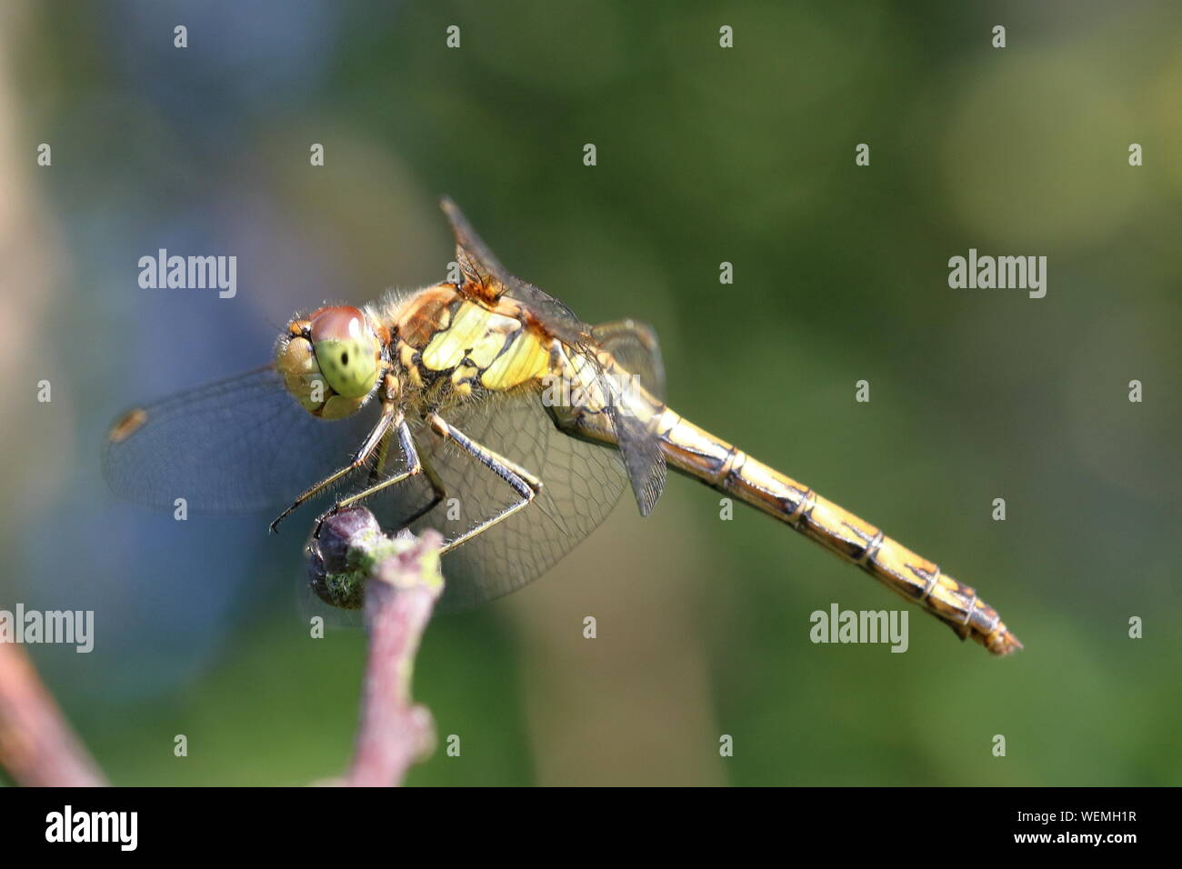 Weibliche Common Darter (Sympetrum striolatum) Libelle auf einem Zweig eine Seite weisen Blick Stockfoto