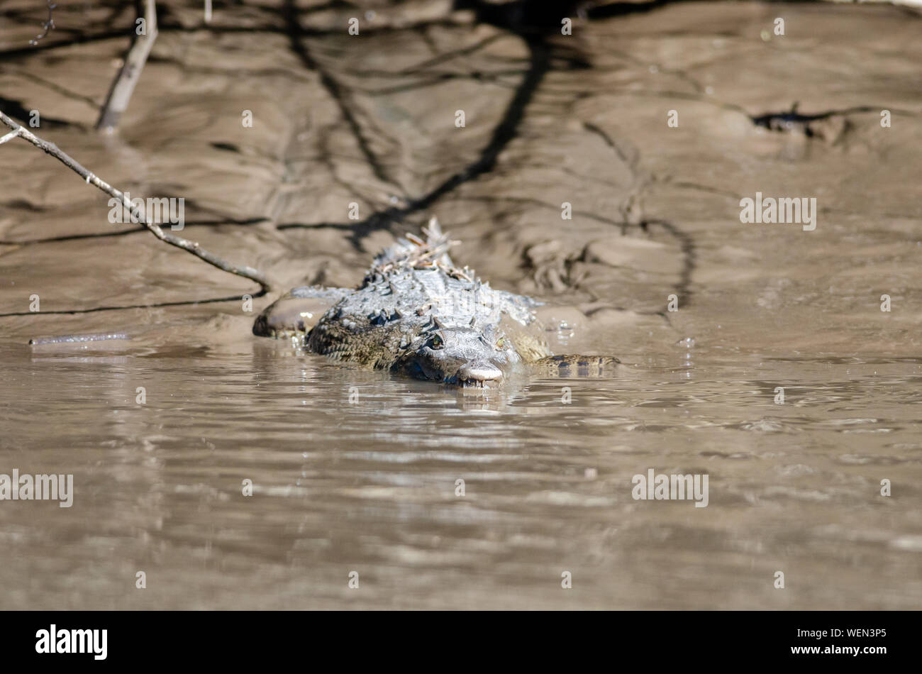 Spitzkrokodil (Crocodylus acutus) im Nationalpark Palo Verde, Costa Rica Stockfoto