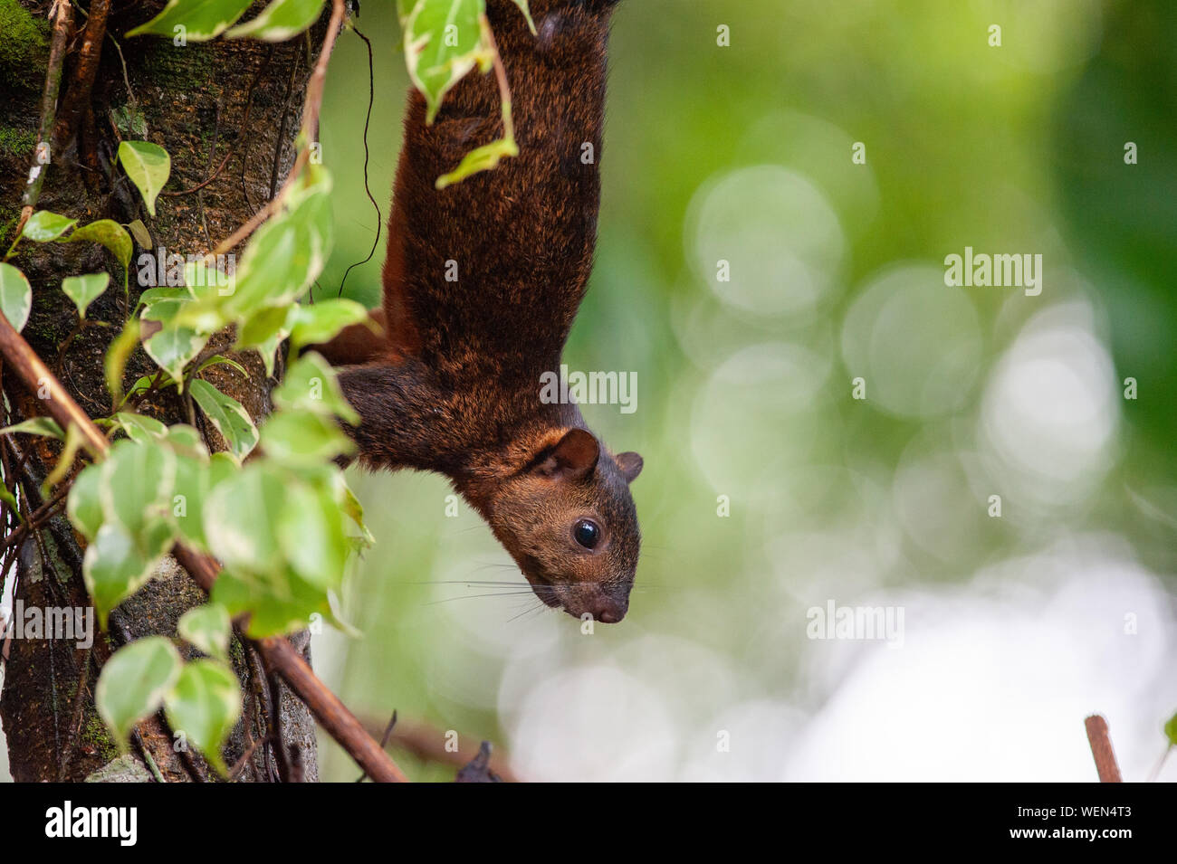 Bunte Eichhörnchen (Sciurus variegatoides) in der Nähe von Sarapiqui River, Costa Rica Stockfoto