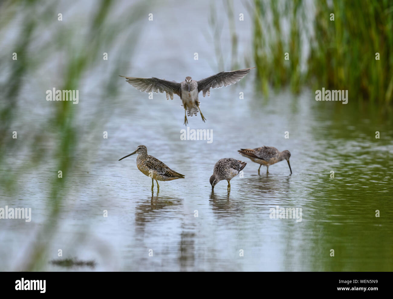 Short-billed Dowitchers (Limnodromus griseus) Nahrungssuche in einem flachen Teich. Galveston, Texas, USA. Stockfoto