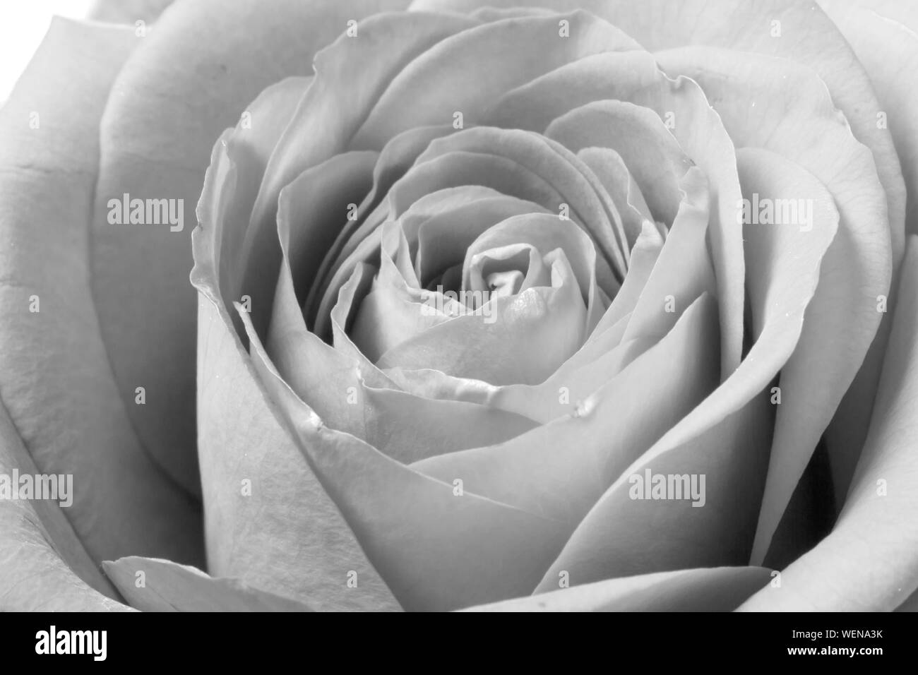 Schwarze und weiße Rose auf Makroebene Stockfoto