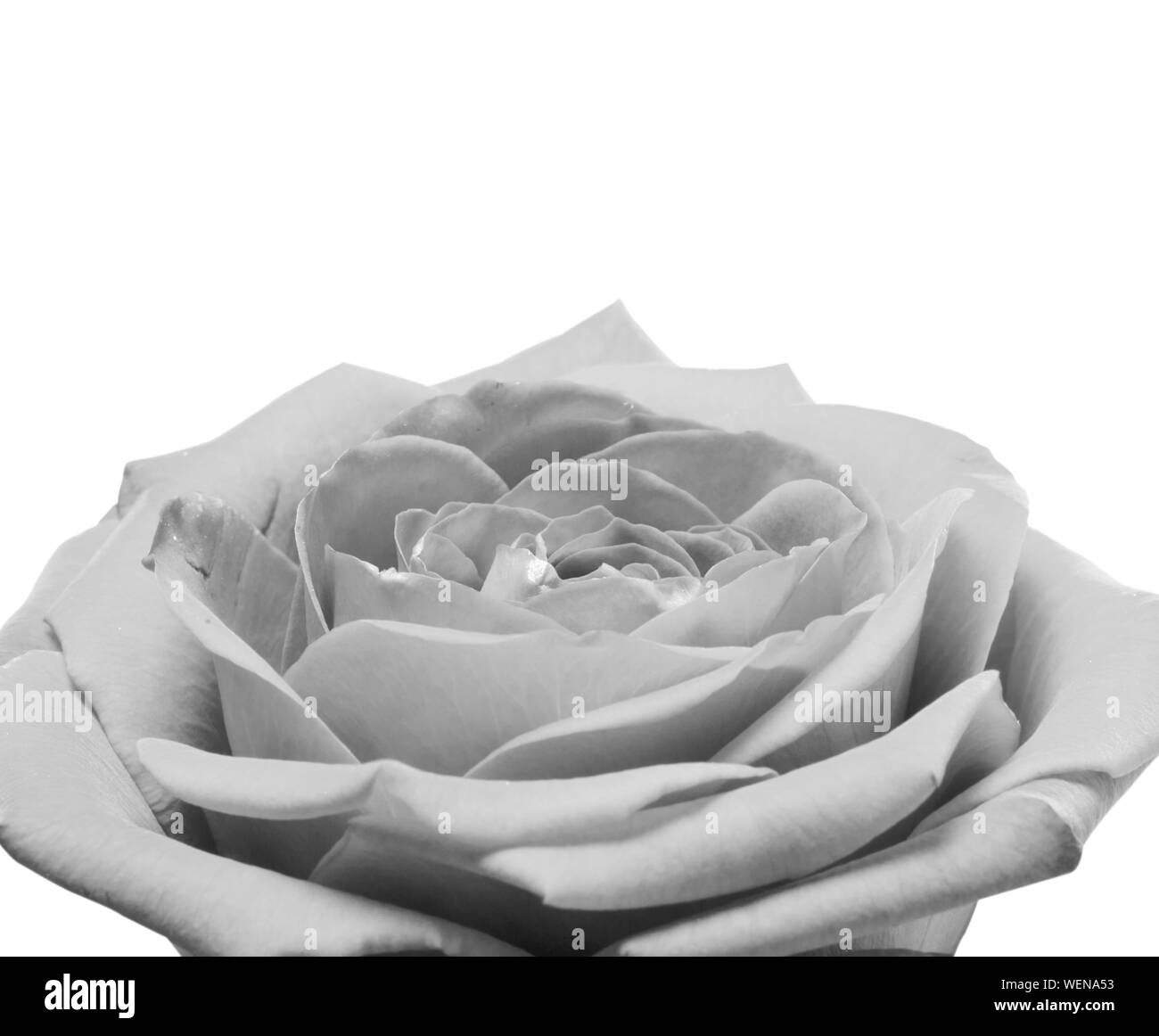 Schwarze und weiße Rose auf Makroebene Stockfoto