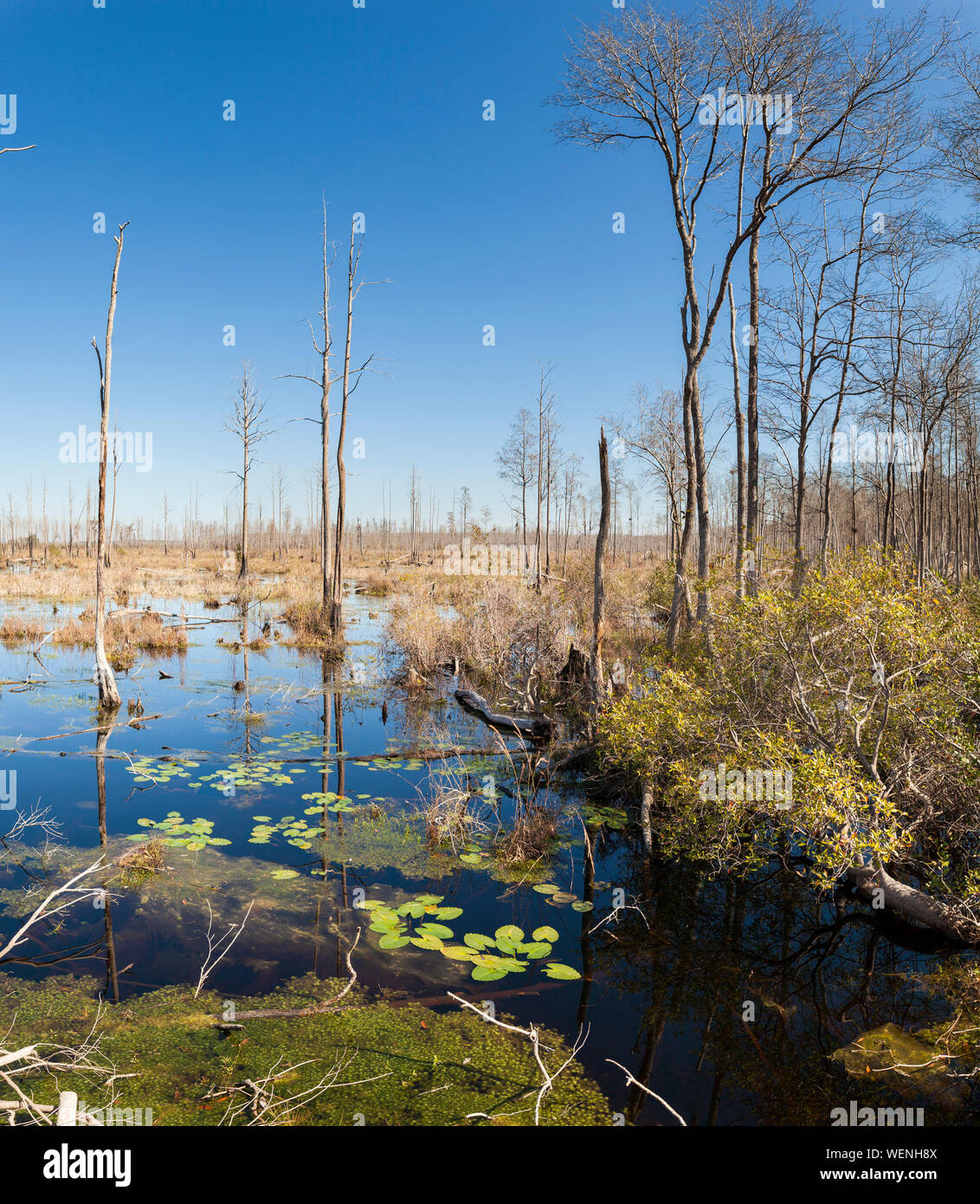Wildnisse der Okefenokee Swamp im südlichen und nördlichen Florida Georgia Stockfoto