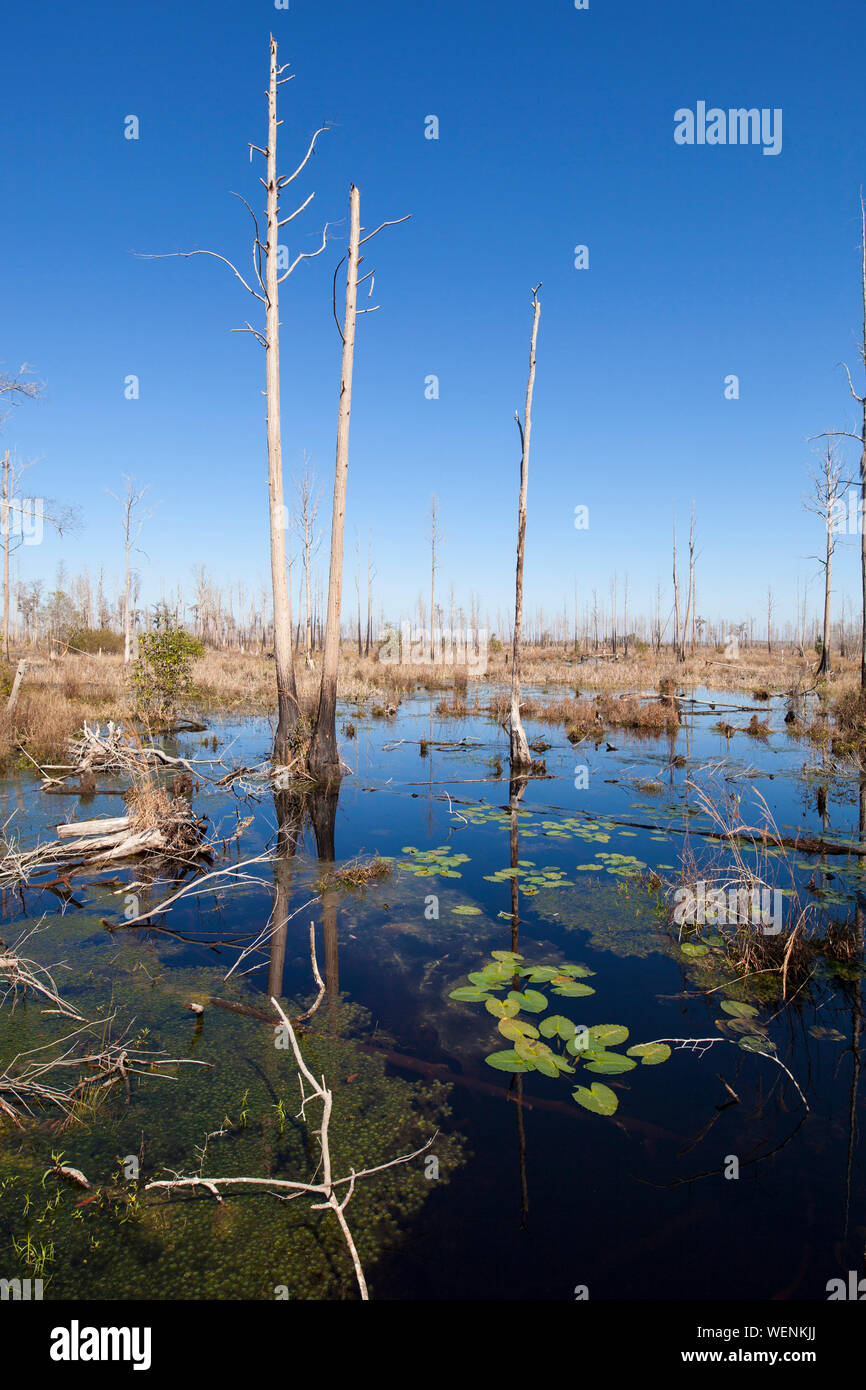 Quellgebiet der Suwanee River im Okefenokee swamp Stockfoto