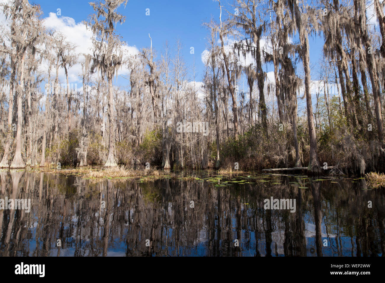 Okefenokee swamp am Oberlauf des Suwanee River Stockfoto